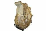 Cretaceous Ammonite (Mammites) Fossil with Metal Stand - Morocco #164220-2